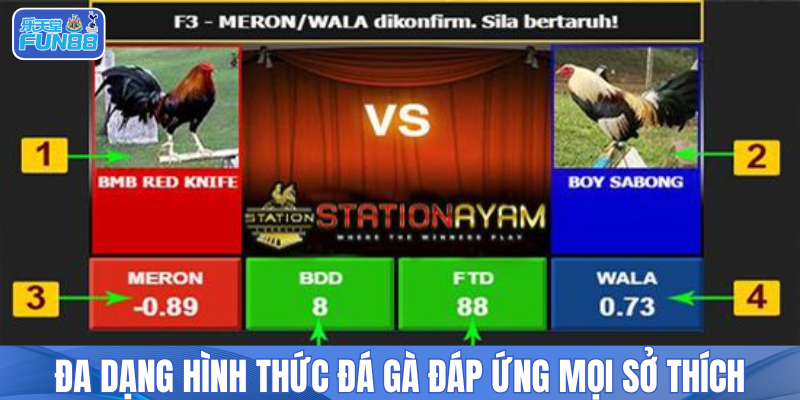 Đa dạng hình thức đá gà đáp ứng mọi sở thích