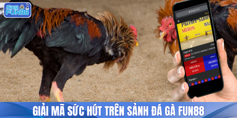 Giải mã sức hút trên sảnh đá gà FUN88